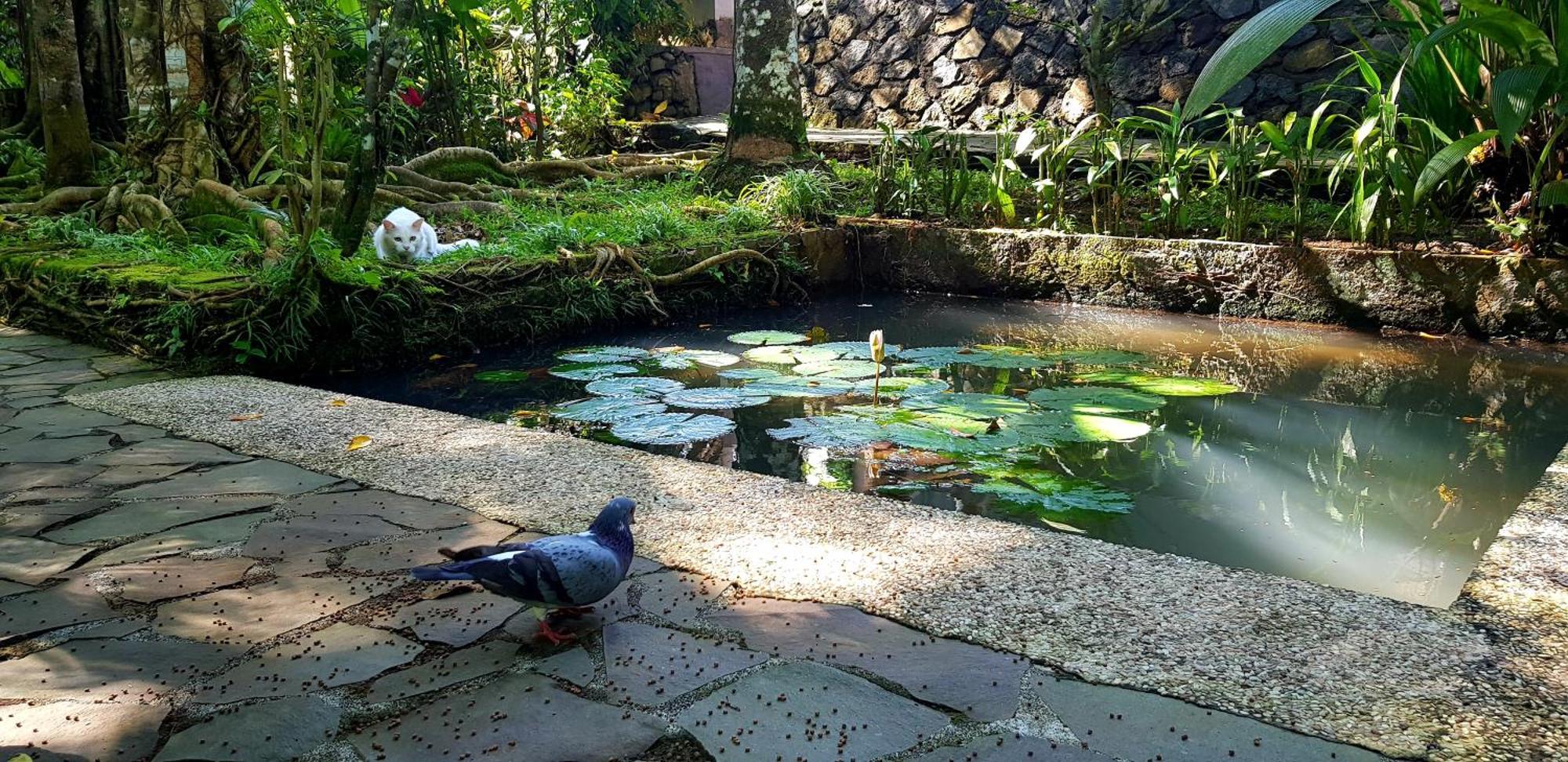 Mi Casa - The Gem Of Ijen Hotel Banyuwangi  Luaran gambar